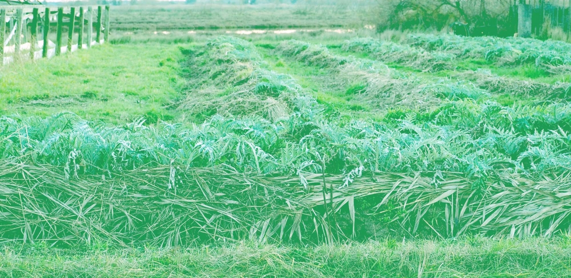 Immagine agende urbane del cibo